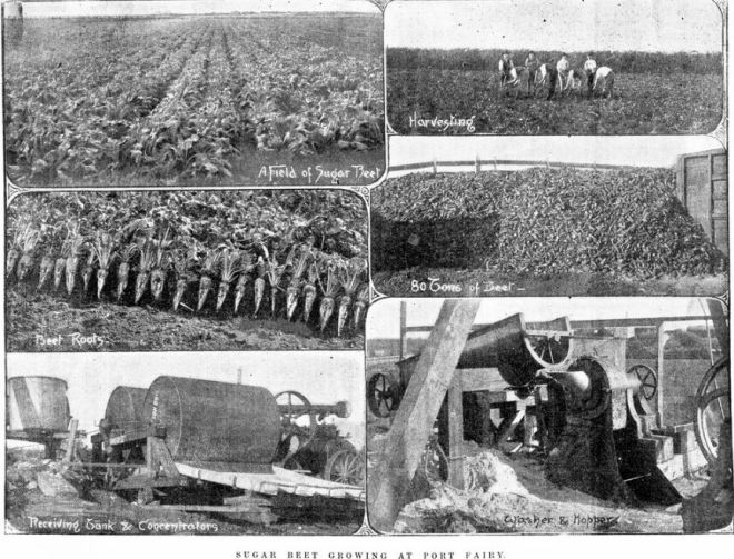 SUGAR BEET GROWING AT PORT FAIRY ON THE FARM OF JOHN GOLDIE c1895. Image Courtesy of the State Library of Victoria. Image No. IAN01/10/95/20 http://handle.slv.vic.gov.au/10381/40232