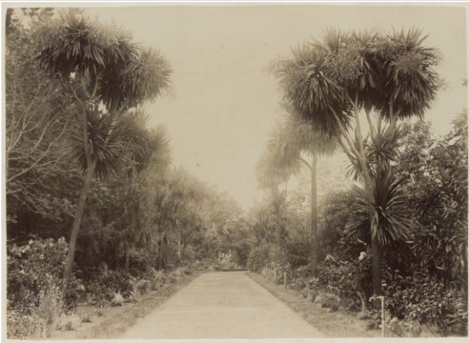 PORTLAND BOTANICAL GARDENS c1891. Image Courtesy of the State Library of Victoria. Image No. H42199/21 http://handle.slv.vic.gov.au/10381/183906