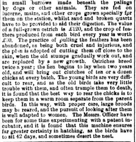 Ostrich Farming in Victoria. (1881, May 21). The Maitland Mercury & Hunter River General Advertiser (NSW : 1843 - 1893), p. 6 Supplement: Second Sheet to The Maitland Mercury. Retrieved October 2, 2013, from http://nla.gov.au/nla.news-article817426
