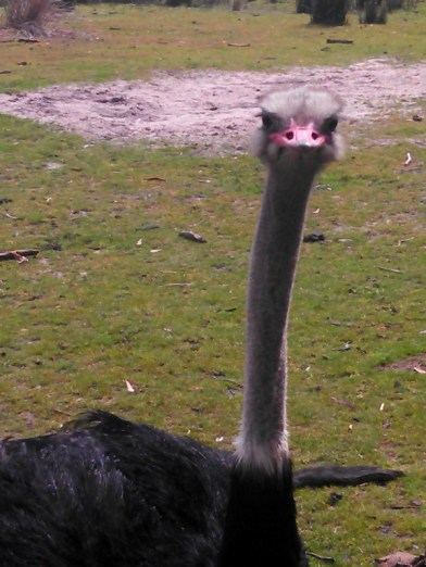 ostrich1 (600x800)