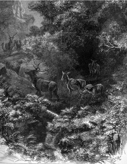 DEER IN THE GRAMPIANS.  Imprint by Alfred May and Alfred Martin Ebsworth,(1881) Image Courtesy of the State Library of Victoria.  Image no. A/S31/12/81/420 http://handle.slv.vic.gov.au/10381/258236