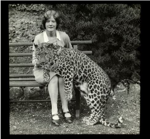 LEOPARD AT HOBART ZOO.  Image courtesy of the State Library of Victoria.  Image no.  H37687/17 http://handle.slv.vic.gov.au/10381/56312