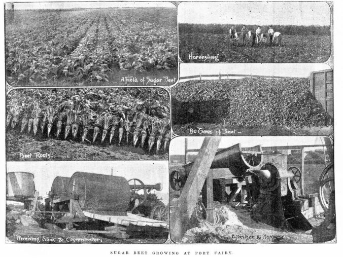 JOHN GOLDIE'S SUGAR BEET CROP TRIALS. Image Courtesy of the State Library of Victoria. Image no. IAN01/10/95/20 http://handle.slv.vic.gov.au/10381/40232