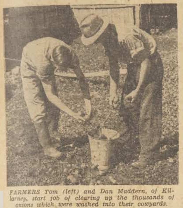 "Green pastures and hard work after floods" The Australian Women's Weekly (1933 - 1982) 6 April 1946: .