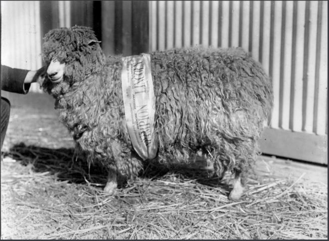LINCOLN SHEEP. Image courtesy of the State Library of Victoria. Image No. PRG 280/1/17/796 http://collections.slsa.sa.gov.au/resource/PRG+280/1/17/796